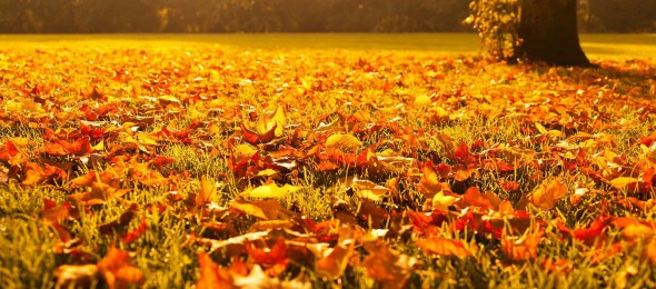 Getting to know: Autumn Idioms